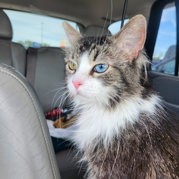 Meet your Posher, Alexis - Picture 5 of 6